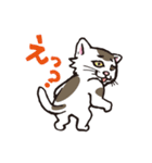 ダルねこ日常（個別スタンプ：14）