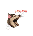 ハスキー兄妹の日常（個別スタンプ：11）