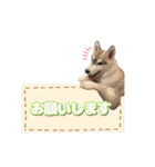 ハスキー兄妹の日常（個別スタンプ：19）
