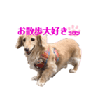 コロンのつぶやき（個別スタンプ：2）