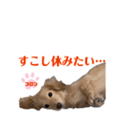 コロンのつぶやき（個別スタンプ：4）