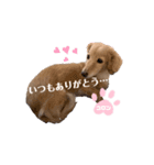 コロンのつぶやき（個別スタンプ：8）