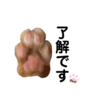 Sirius Brown（個別スタンプ：6）