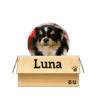 Omi＆Luna（個別スタンプ：26）