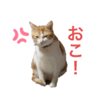 むぎたんの日常④（個別スタンプ：4）