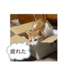 むぎたんの日常④（個別スタンプ：6）