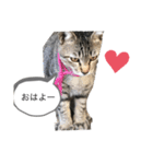 近所のにゃんこ「みどり」ちゃんのスタンプ（個別スタンプ：2）