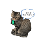 近所のにゃんこ「みどり」ちゃんのスタンプ（個別スタンプ：3）