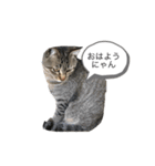 近所のにゃんこ「みどり」ちゃんのスタンプ（個別スタンプ：5）