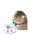 近所のにゃんこ「みどり」ちゃんのスタンプ（個別スタンプ：8）