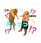 ハマ猫たち（個別スタンプ：2）