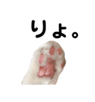 ハマ猫たち（個別スタンプ：5）