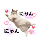 ハマ猫たち（個別スタンプ：8）