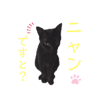 ハマ猫たち（個別スタンプ：9）