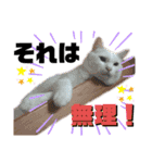 ハマ猫たち（個別スタンプ：10）