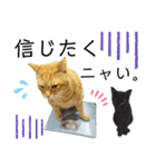 ハマ猫たち（個別スタンプ：15）