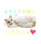 ハマ猫たち（個別スタンプ：16）