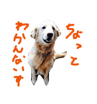 楽しい犬です3（個別スタンプ：1）