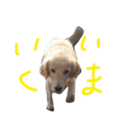 楽しい犬です3（個別スタンプ：7）