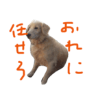 楽しい犬です3（個別スタンプ：9）