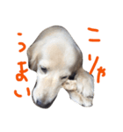 楽しい犬です3（個別スタンプ：16）