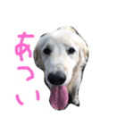 楽しい犬です2（個別スタンプ：1）