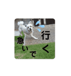 楽しい犬です2（個別スタンプ：13）