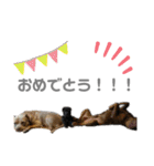 うにウニスタンプ（個別スタンプ：30）