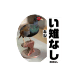 ジビる（個別スタンプ：5）