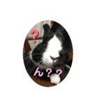 にすとのすたんぷ（個別スタンプ：1）