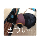 にすとのすたんぷ（個別スタンプ：3）