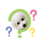 ビションフリーゼ犬なごみです。2（個別スタンプ：3）