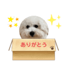 ビションフリーゼ犬なごみです。2（個別スタンプ：4）