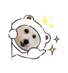 ビションフリーゼ犬なごみです。2（個別スタンプ：5）
