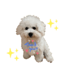 ビションフリーゼ犬なごみです。2（個別スタンプ：6）