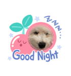 ビションフリーゼ犬なごみです。2（個別スタンプ：7）