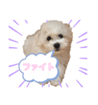 ビションフリーゼ犬なごみです。2（個別スタンプ：8）