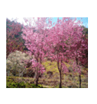 美しくてハンサムな桜（個別スタンプ：7）
