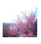 美しくてハンサムな桜（個別スタンプ：9）