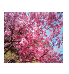 美しくてハンサムな桜（個別スタンプ：12）