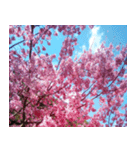 美しくてハンサムな桜（個別スタンプ：13）
