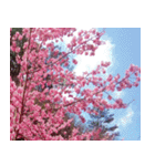 美しくてハンサムな桜（個別スタンプ：15）