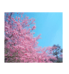 美しくてハンサムな桜（個別スタンプ：18）