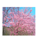 美しくてハンサムな桜（個別スタンプ：20）