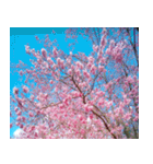 美しくてハンサムな桜（個別スタンプ：21）