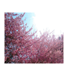 美しくてハンサムな桜（個別スタンプ：22）
