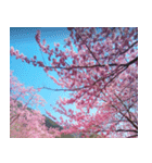 美しくてハンサムな桜（個別スタンプ：23）