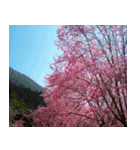 美しくてハンサムな桜（個別スタンプ：25）