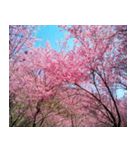 美しくてハンサムな桜（個別スタンプ：26）