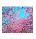 美しくてハンサムな桜（個別スタンプ：28）